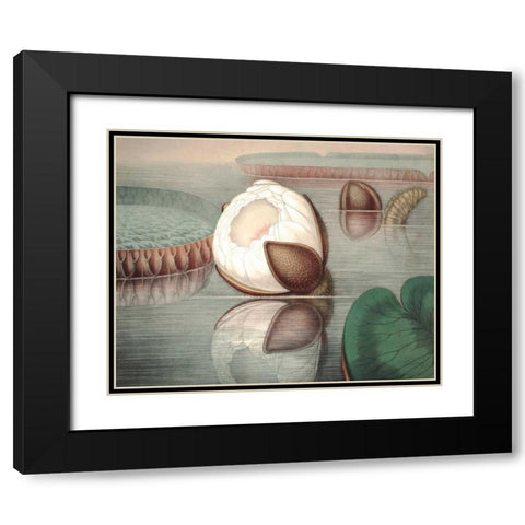 Vintage Water Lily IV Black Modern Wood Framed Art Print with Double Matting by Vision Studio