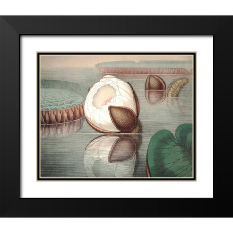 Vintage Water Lily IV Black Modern Wood Framed Art Print with Double Matting by Vision Studio