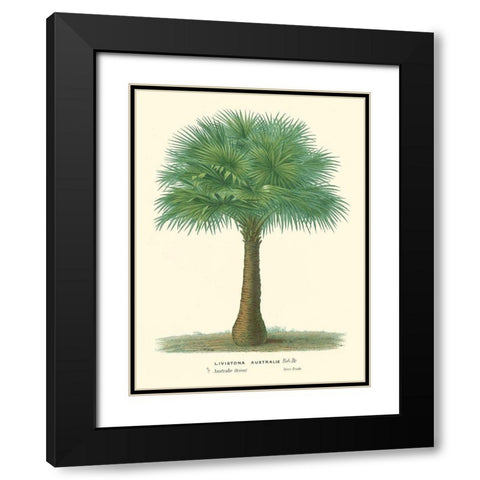 Small Palm of the Tropics I Black Modern Wood Framed Art Print with Double Matting by Van Houtteano, Horto