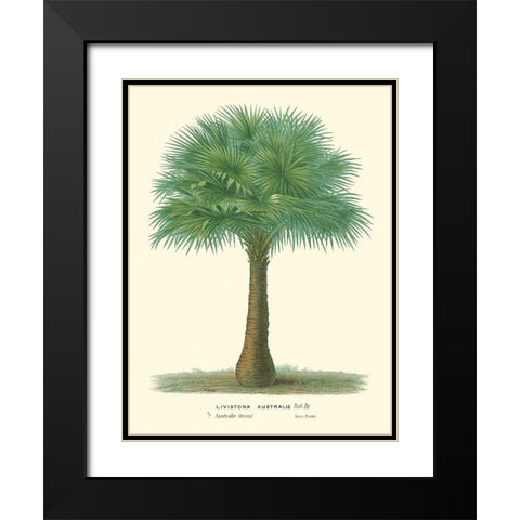 Small Palm of the Tropics I Black Modern Wood Framed Art Print with Double Matting by Van Houtteano, Horto