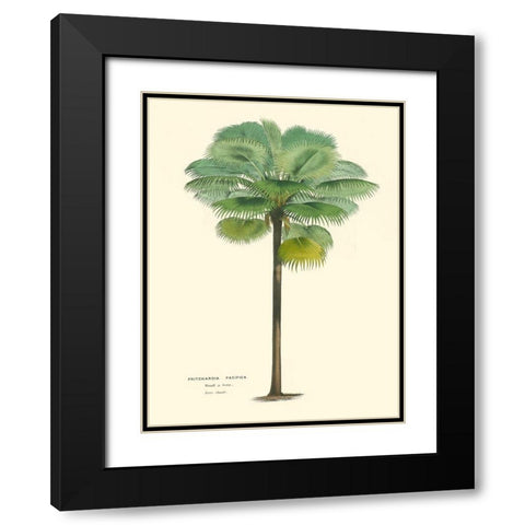 Small Palm of the Tropics II Black Modern Wood Framed Art Print with Double Matting by Van Houtteano, Horto