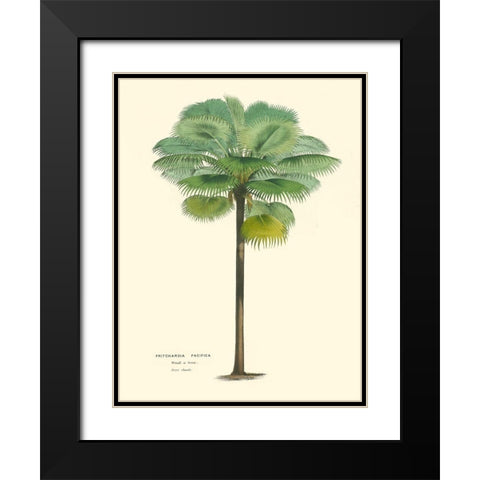 Small Palm of the Tropics II Black Modern Wood Framed Art Print with Double Matting by Van Houtteano, Horto