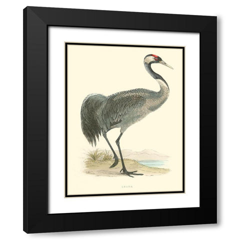 Small Morris Crane I Black Modern Wood Framed Art Print with Double Matting by Morris