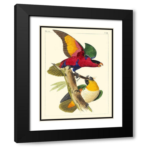 Small Lemaire Parrots I Black Modern Wood Framed Art Print with Double Matting by Lemaire, C.L.