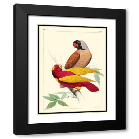 Small Lemaire Parrots II Black Modern Wood Framed Art Print with Double Matting by Lemaire, C.L.