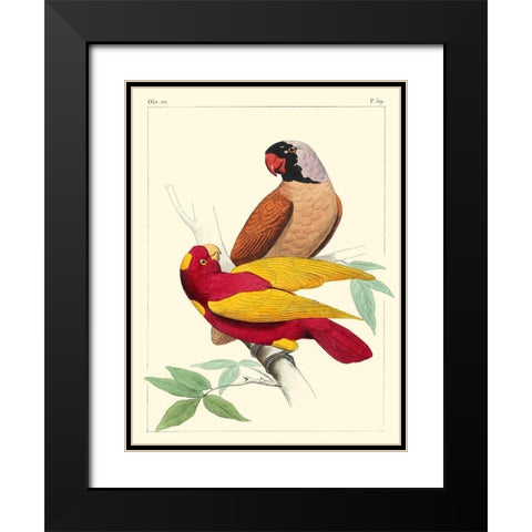 Small Lemaire Parrots II Black Modern Wood Framed Art Print with Double Matting by Lemaire, C.L.