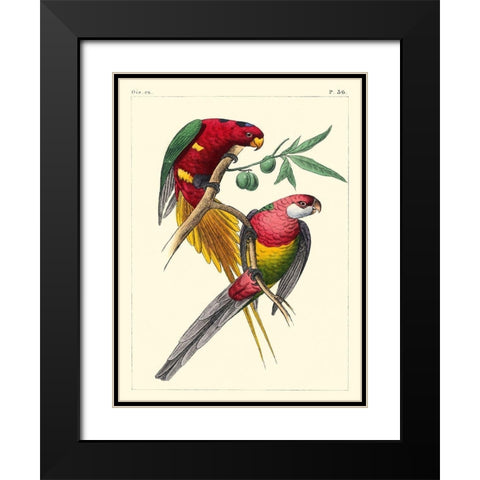 Small Lemaire Parrots III Black Modern Wood Framed Art Print with Double Matting by Lemaire, C.L.