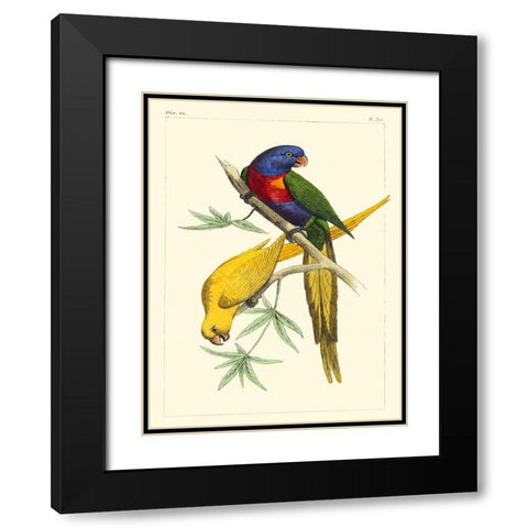 Small Lemaire Parrots IV Black Modern Wood Framed Art Print with Double Matting by Lemaire, C.L.