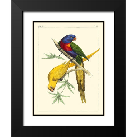 Small Lemaire Parrots IV Black Modern Wood Framed Art Print with Double Matting by Lemaire, C.L.