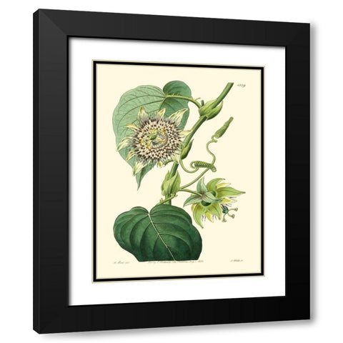 Small Antique Passion Flower I Black Modern Wood Framed Art Print with Double Matting by Hart, M.