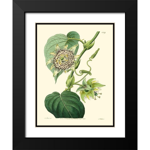 Small Antique Passion Flower I Black Modern Wood Framed Art Print with Double Matting by Hart, M.