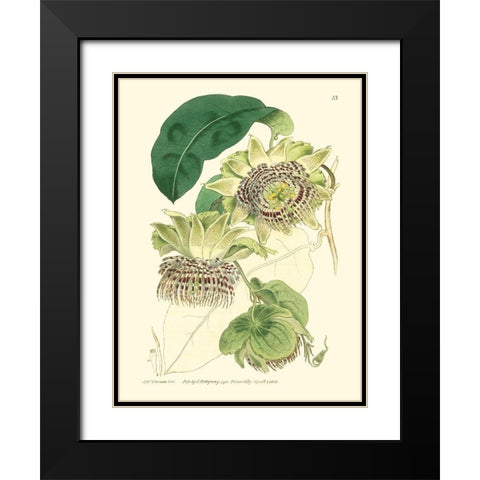 Small Antique Passion Flower II Black Modern Wood Framed Art Print with Double Matting by Hart, M.