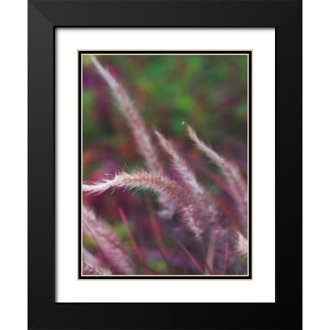 Purple Plumes I Black Modern Wood Framed Art Print with Double Matting by Quintero, Sonja