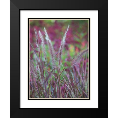 Purple Plumes II Black Modern Wood Framed Art Print with Double Matting by Quintero, Sonja