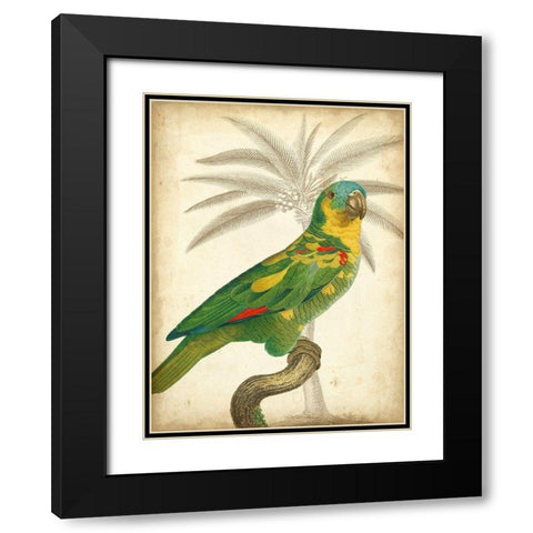 Custom Parrot and Palm II Black Modern Wood Framed Art Print with Double Matting by Vision Studio