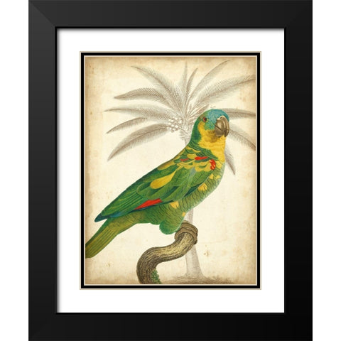 Custom Parrot and Palm II Black Modern Wood Framed Art Print with Double Matting by Vision Studio