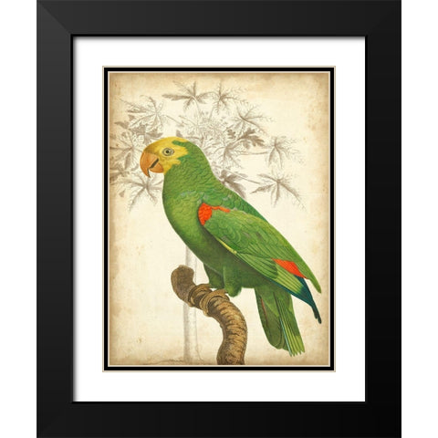 Custom Parrot and Palm III Black Modern Wood Framed Art Print with Double Matting by Vision Studio