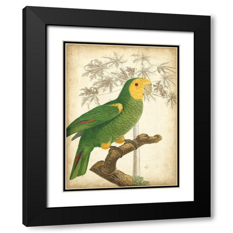 Custom Parrot and Palm IV Black Modern Wood Framed Art Print with Double Matting by Vision Studio