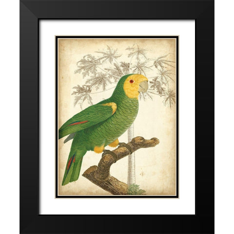 Custom Parrot and Palm IV Black Modern Wood Framed Art Print with Double Matting by Vision Studio