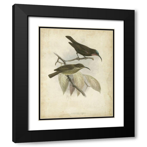 Custom Antique Gould Hummingbird I (ASH) Black Modern Wood Framed Art Print with Double Matting by Gould, John