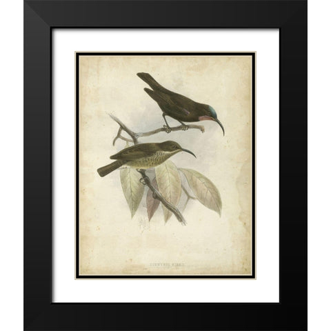 Custom Antique Gould Hummingbird I (ASH) Black Modern Wood Framed Art Print with Double Matting by Gould, John