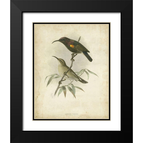 Custom Antique Gould Hummingbird II (ASH) Black Modern Wood Framed Art Print with Double Matting by Gould, John