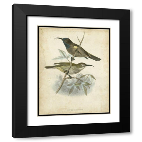 Custom Antique Gould Hummingbird IV (ASH) Black Modern Wood Framed Art Print with Double Matting by Gould, John