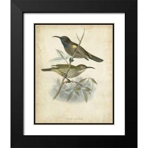 Custom Antique Gould Hummingbird IV (ASH) Black Modern Wood Framed Art Print with Double Matting by Gould, John