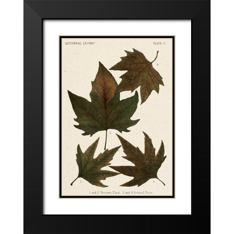 Autumnal Leaves IV Black Modern Wood Framed Art Print with Double Matting by Vision Studio