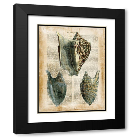 Small Antiquarian Seashells I Black Modern Wood Framed Art Print with Double Matting by Vision Studio