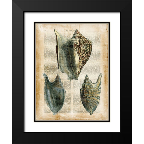 Small Antiquarian Seashells I Black Modern Wood Framed Art Print with Double Matting by Vision Studio