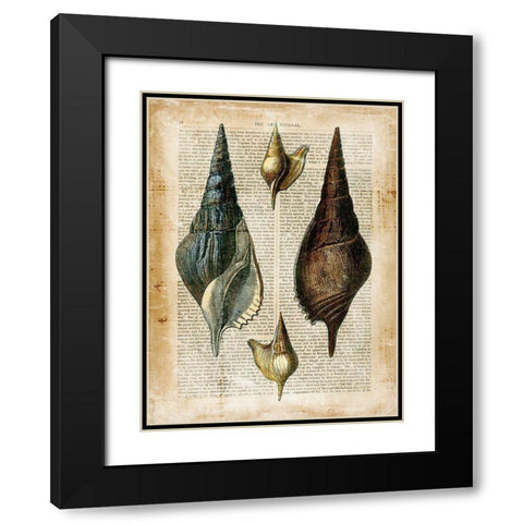 Small Antiquarian Seashells II Black Modern Wood Framed Art Print with Double Matting by Vision Studio