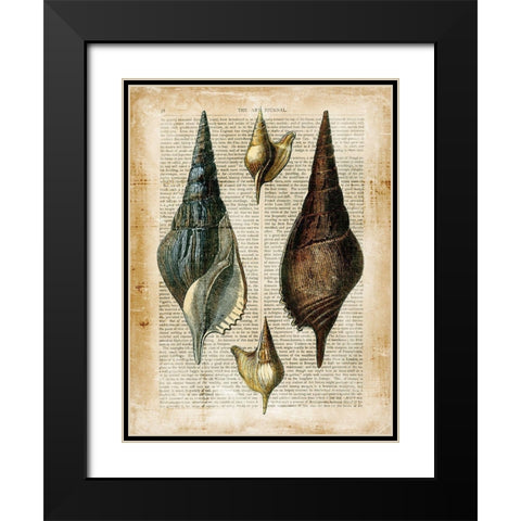 Small Antiquarian Seashells II Black Modern Wood Framed Art Print with Double Matting by Vision Studio