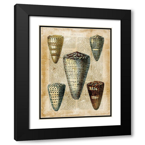 Small Antiquarian Seashells IV Black Modern Wood Framed Art Print with Double Matting by Vision Studio