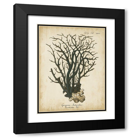 Small Esper Antique Coral I Black Modern Wood Framed Art Print with Double Matting by Esper, Johann
