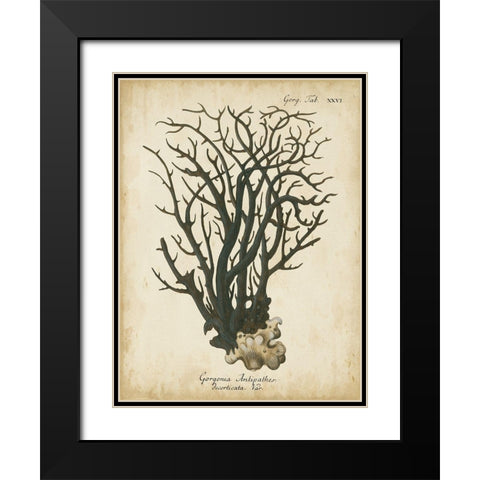 Small Esper Antique Coral I Black Modern Wood Framed Art Print with Double Matting by Esper, Johann