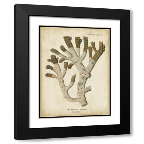 Small Esper Antique Coral II Black Modern Wood Framed Art Print with Double Matting by Esper, Johann