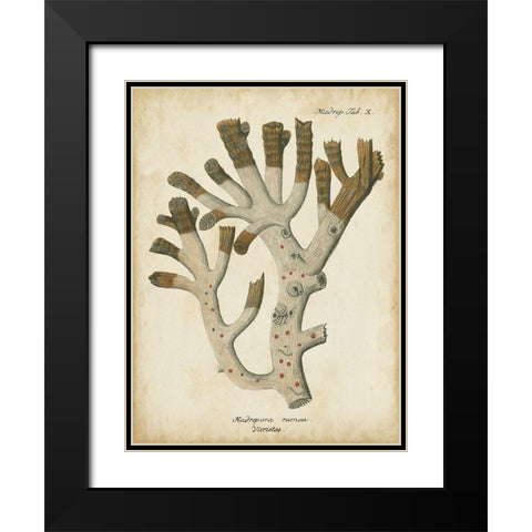 Small Esper Antique Coral II Black Modern Wood Framed Art Print with Double Matting by Esper, Johann