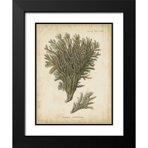 Small Esper Antique Coral III Black Modern Wood Framed Art Print with Double Matting by Esper, Johann