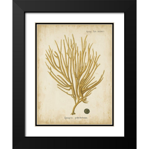 Small Esper Antique Coral IV Black Modern Wood Framed Art Print with Double Matting by Esper, Johann