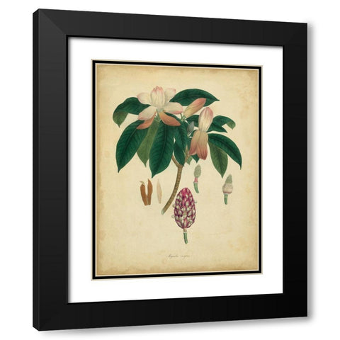Custom Engelmann Botanical I (GC) Black Modern Wood Framed Art Print with Double Matting by Engelmann