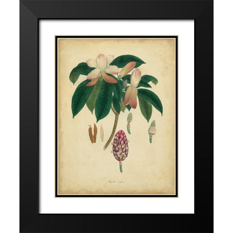 Custom Engelmann Botanical I (GC) Black Modern Wood Framed Art Print with Double Matting by Engelmann