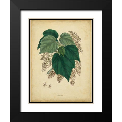 Custom Engelmann Botanical VII (GC) Black Modern Wood Framed Art Print with Double Matting by Engelmann