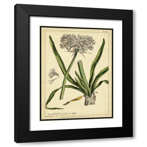 Custom Polianthes Pl. CCX (GC) Black Modern Wood Framed Art Print with Double Matting by Miller, Phillip