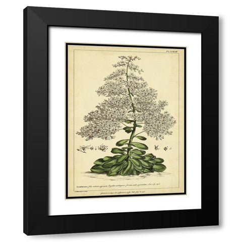 Custom Saxifraga Pl. CCXLIII (GC) Black Modern Wood Framed Art Print with Double Matting by Miller, Phillip
