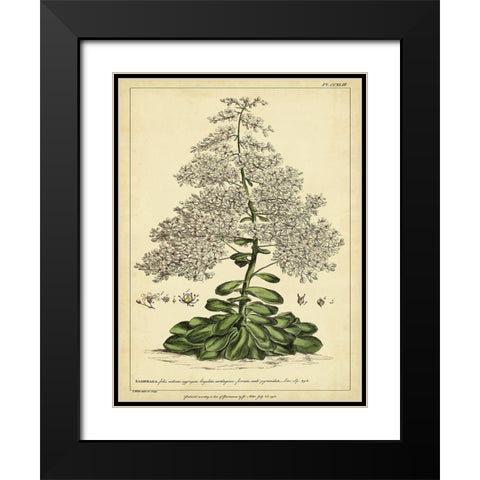 Custom Saxifraga Pl. CCXLIII (GC) Black Modern Wood Framed Art Print with Double Matting by Miller, Phillip