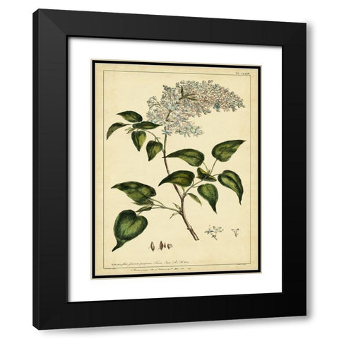 Custom Lilac Pl. CLXIII (GC) Black Modern Wood Framed Art Print with Double Matting by Miller, Phillip