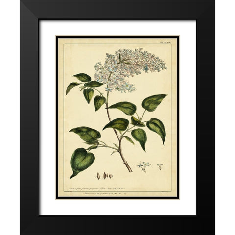 Custom Lilac Pl. CLXIII (GC) Black Modern Wood Framed Art Print with Double Matting by Miller, Phillip