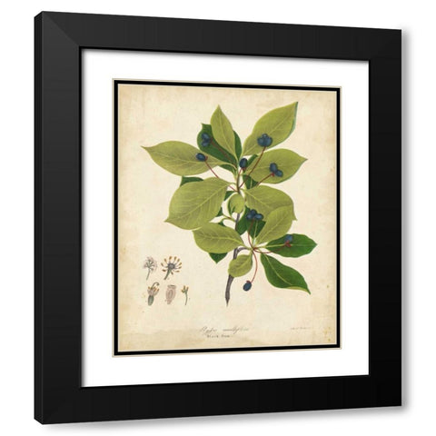 Black Gum Tree Foliage Black Modern Wood Framed Art Print with Double Matting by Torrey, John