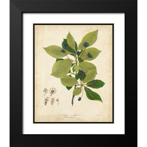 Black Gum Tree Foliage Black Modern Wood Framed Art Print with Double Matting by Torrey, John